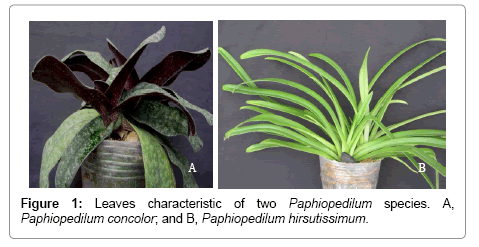 plant-biochemistry-physiology-Paphiopedilum-concolor