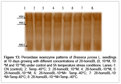 plant-biochemistry-physiology-Peroxidase-isoenzyme