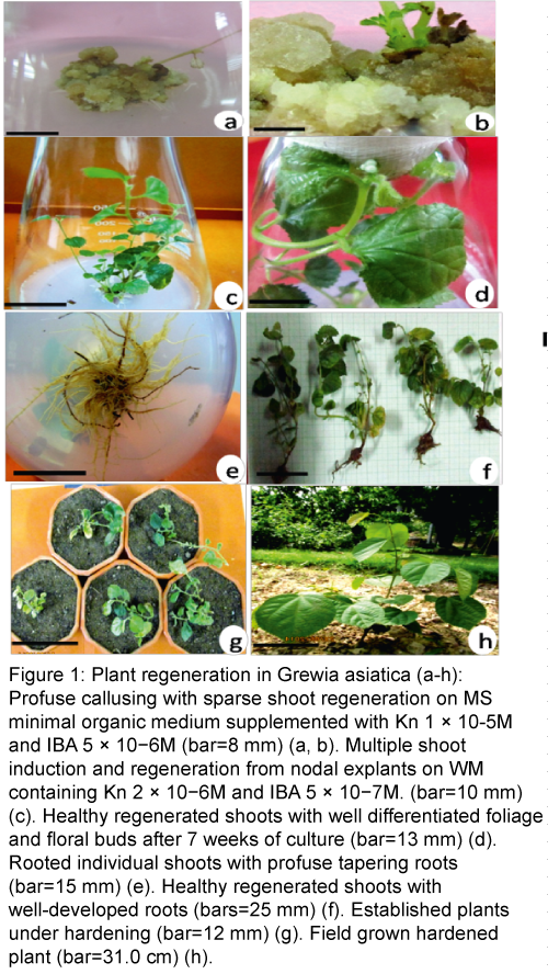 plant-biochemistry-physiology-Plant-regeneration