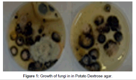 plant-biochemistry-physiology-Potato-Dextrose-agar
