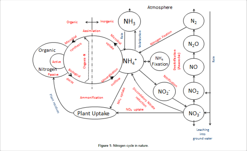 pollution-effects-Nitrogen-cycle