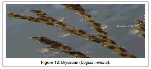 poultry-fisheries-wildlife-Bryozoan-Bugula-neritina