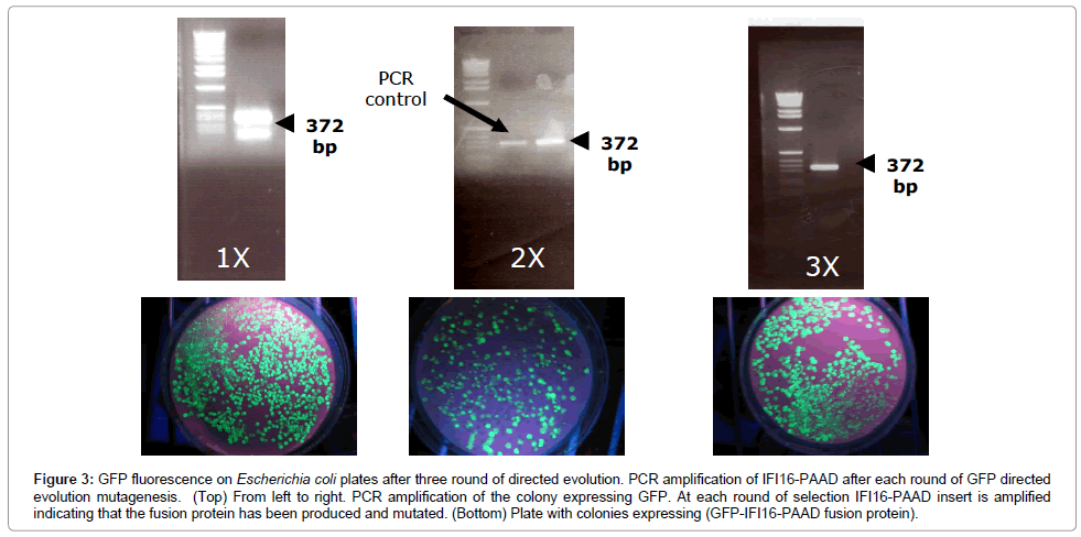 proteomics-bioinformatics-GFP-fluorescence