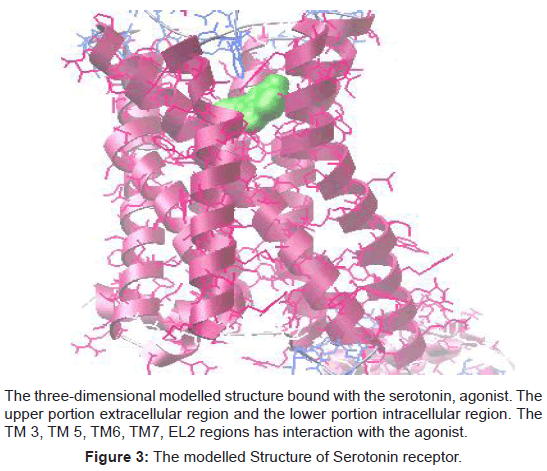 proteomics-bioinformatics-modelled-serotonin-receptor