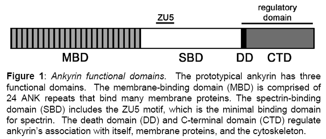 proteomics-bioinformatics-prototypical
