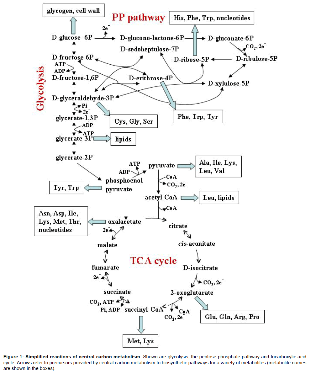 Frontiers  Proteomic and Metabolomic Profiling of Deinococcus