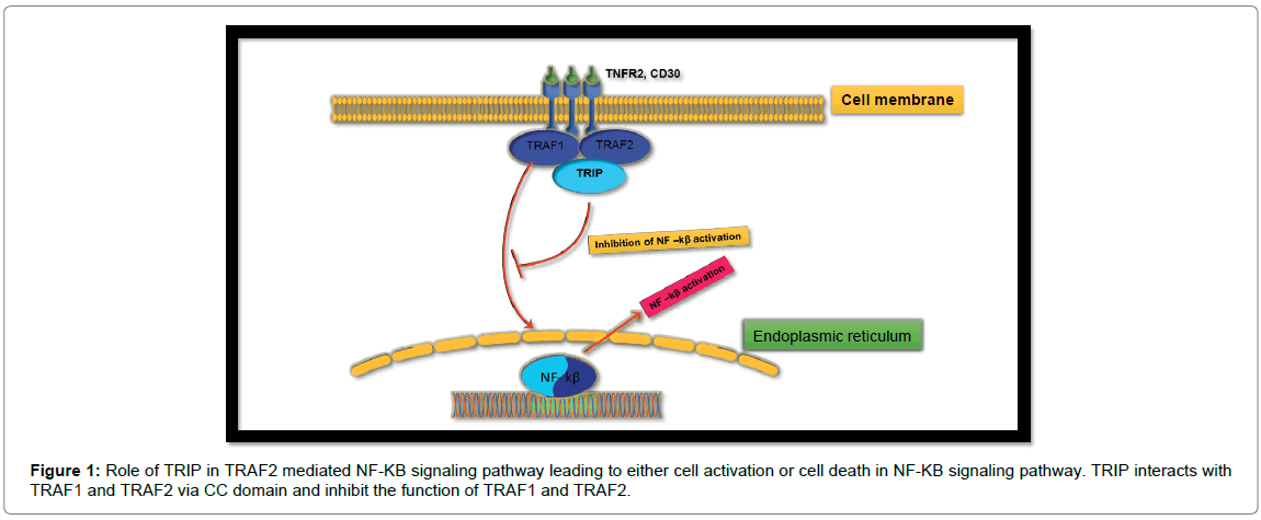proteomics-bioinformatics-signaling-pathway