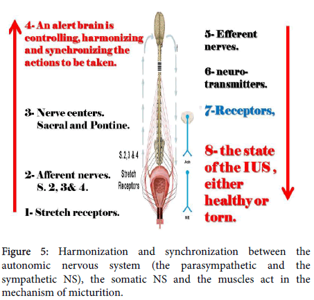 reproductive-system-sexual-autonomic-nervous