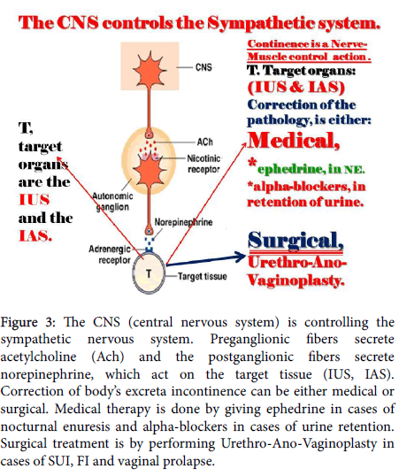 reproductive-system-sexual-central-nervous-system