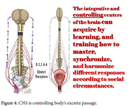 reproductive-system-sexual-excreta-passage