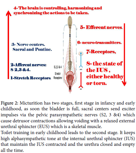 reproductive-system-sexual-pelvic-parasympathetic