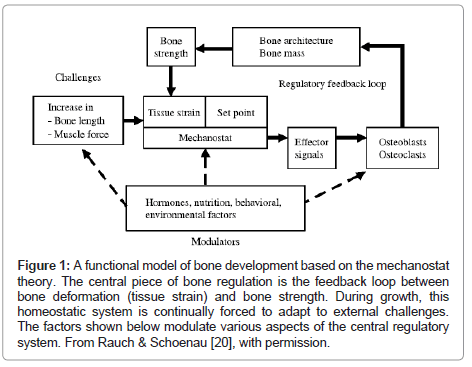 rheumatology-bone-development