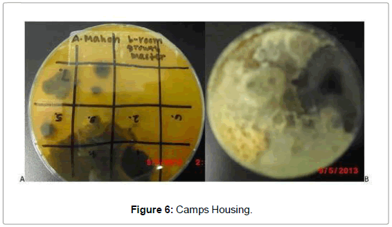 virology-mycology-Camps-Housing