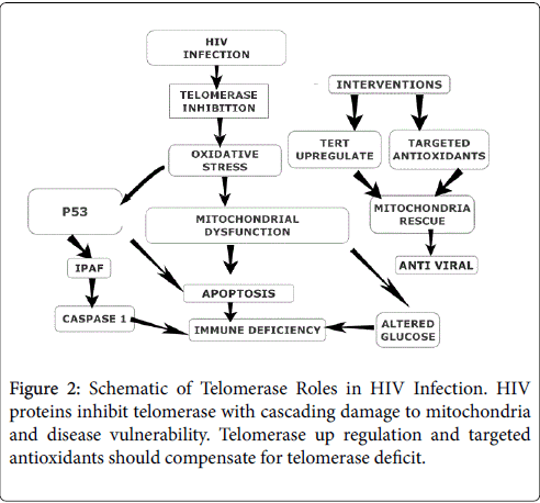 virology-mycology-telomerase-deficit