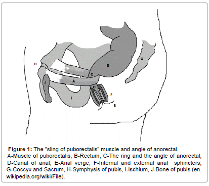 The Musculo-Elastic Theory of anorectal function and dysfunction